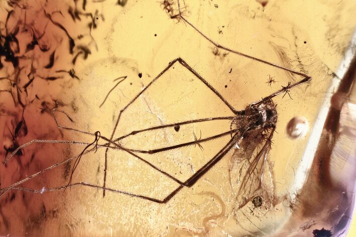Fossil Crane Fly (Limoniidae) In Baltic Amber #330666
